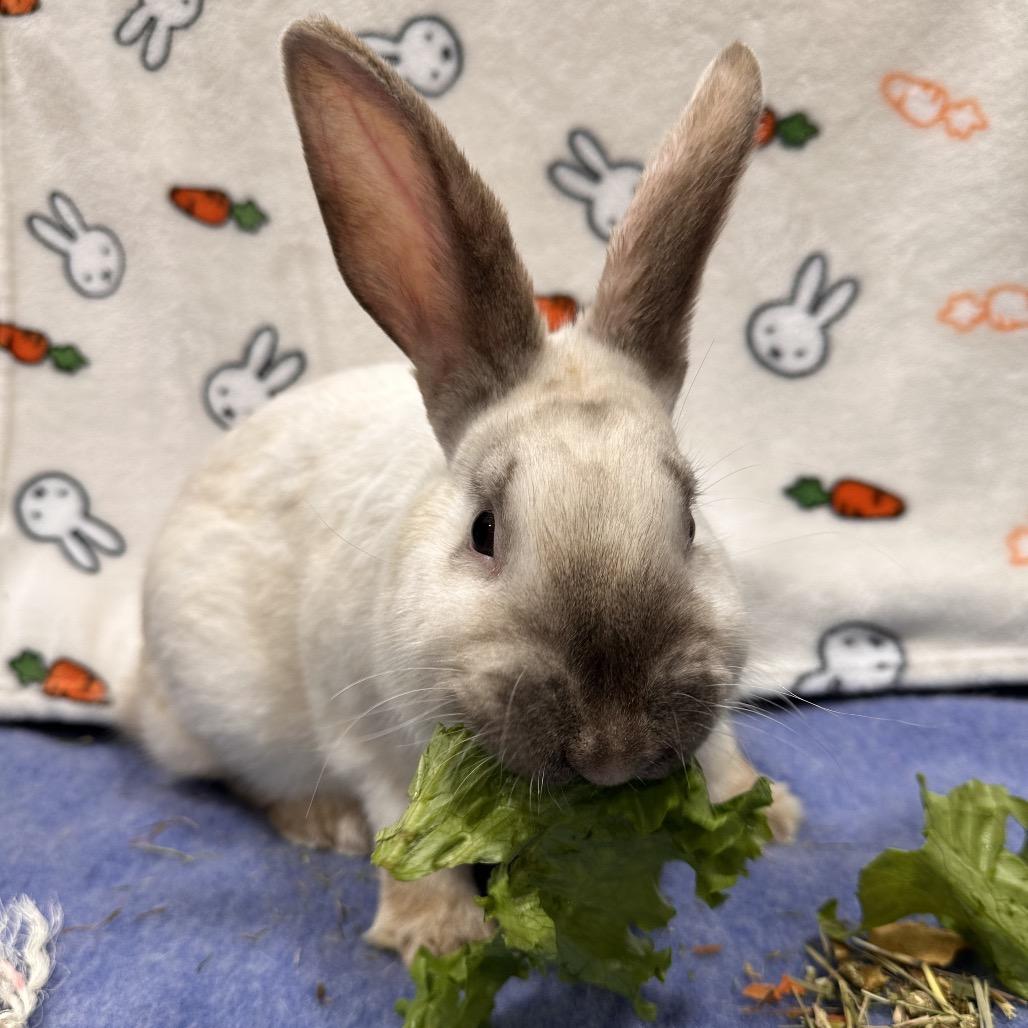 MewTwo, a Adoptable Bunny Rabbit in Puslinch, ON image 4/5