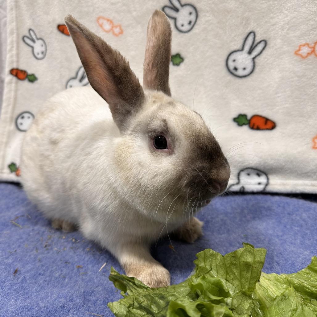 MewTwo, a Adoptable Bunny Rabbit in Puslinch, ON image 5/5