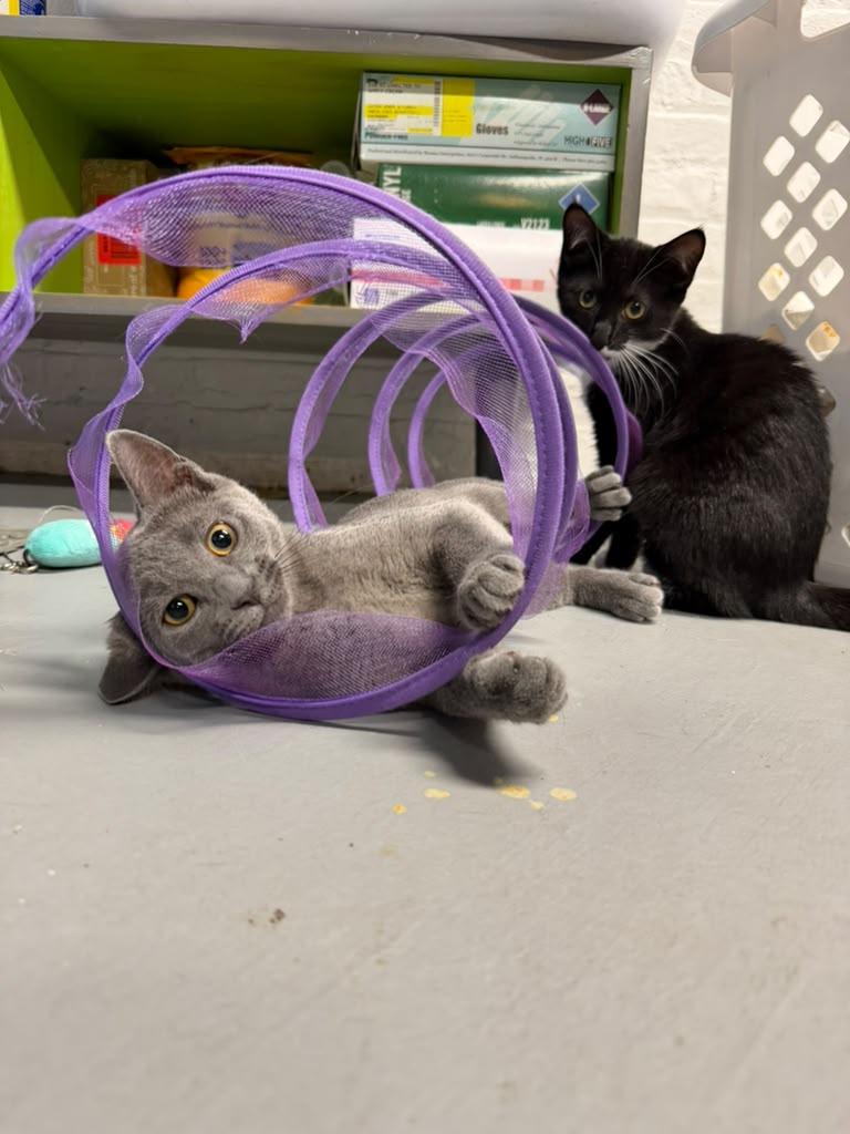 Enlarge Elizabeth of Russia, a Adoptable American Shorthair in Highland Park, NJ image 1/4