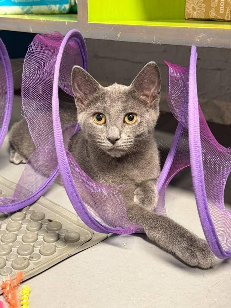 Enlarge Elizabeth of Russia, a Adoptable American Shorthair in Highland Park, NJ image 4/4