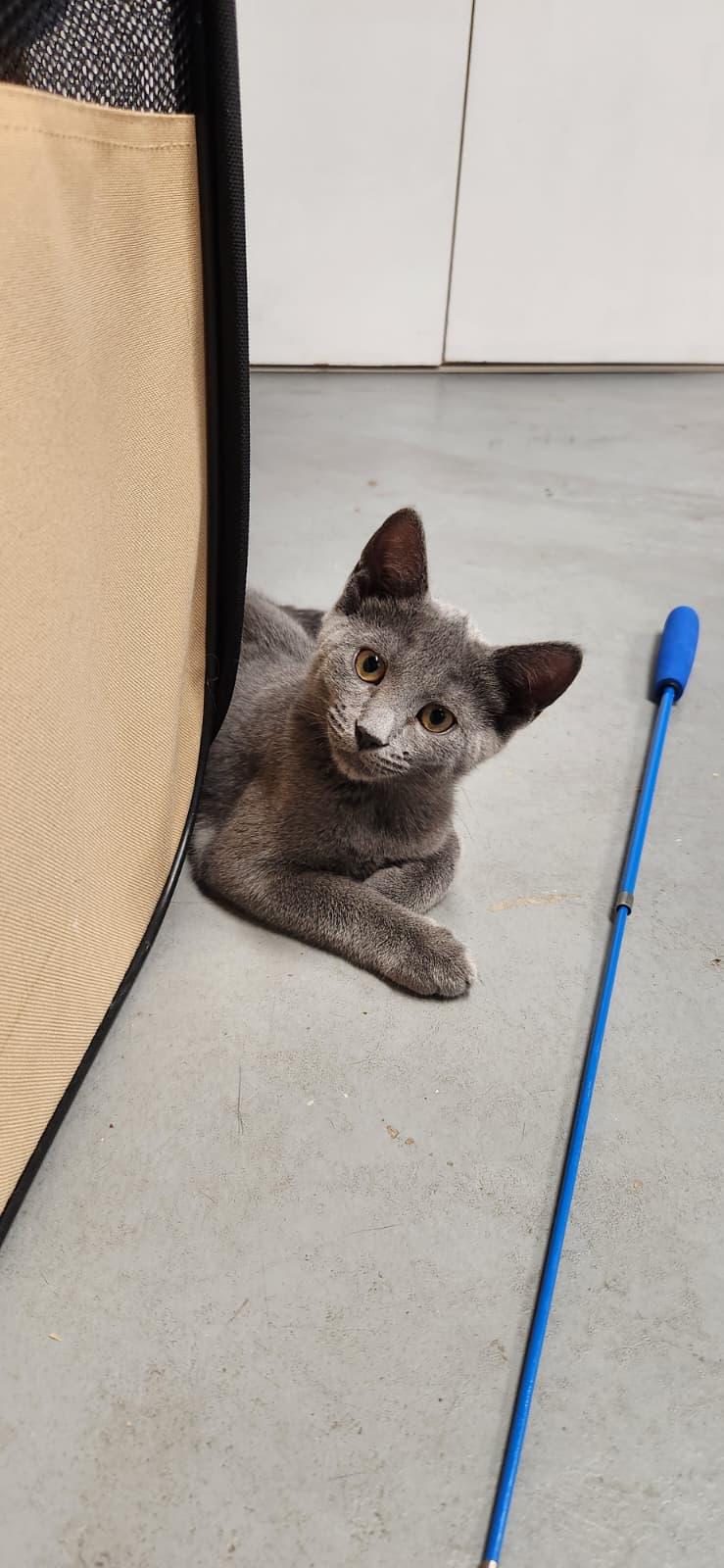 Enlarge Elizabeth of Russia, a Adoptable American Shorthair in Highland Park, NJ image 3/4