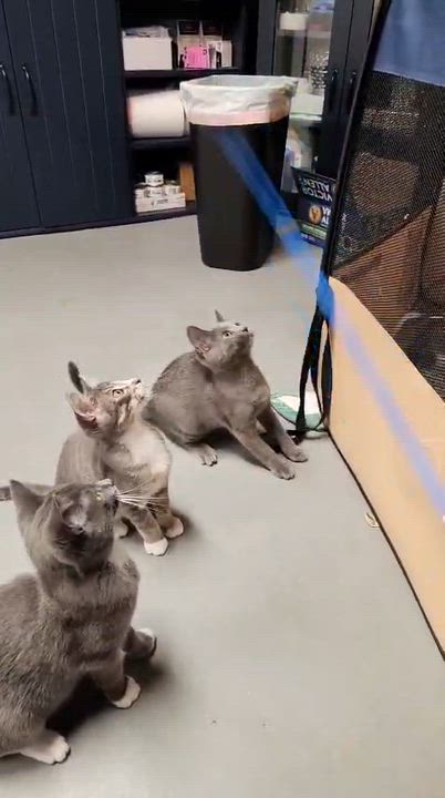 Enlarge Elizabeth of Russia, a Adoptable American Shorthair in Highland Park, NJ video 2/4