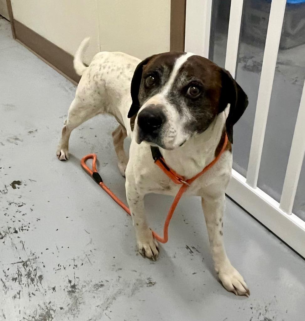 Enlarge Paco, a Adoptable mixed breed in North Vernon, IN image 1/1