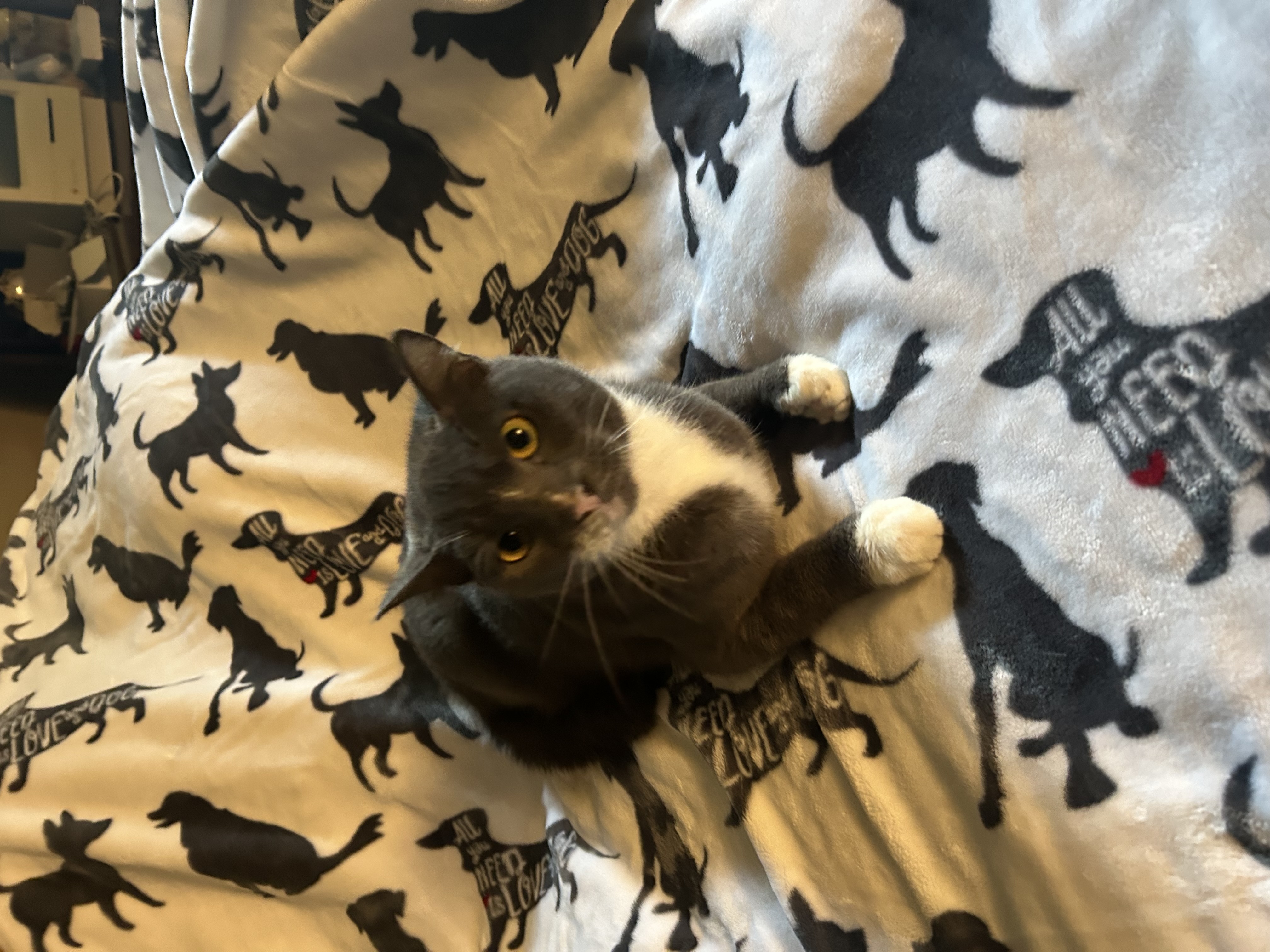 Gertie, Adoptable, Adult Female Domestic Short Hair.