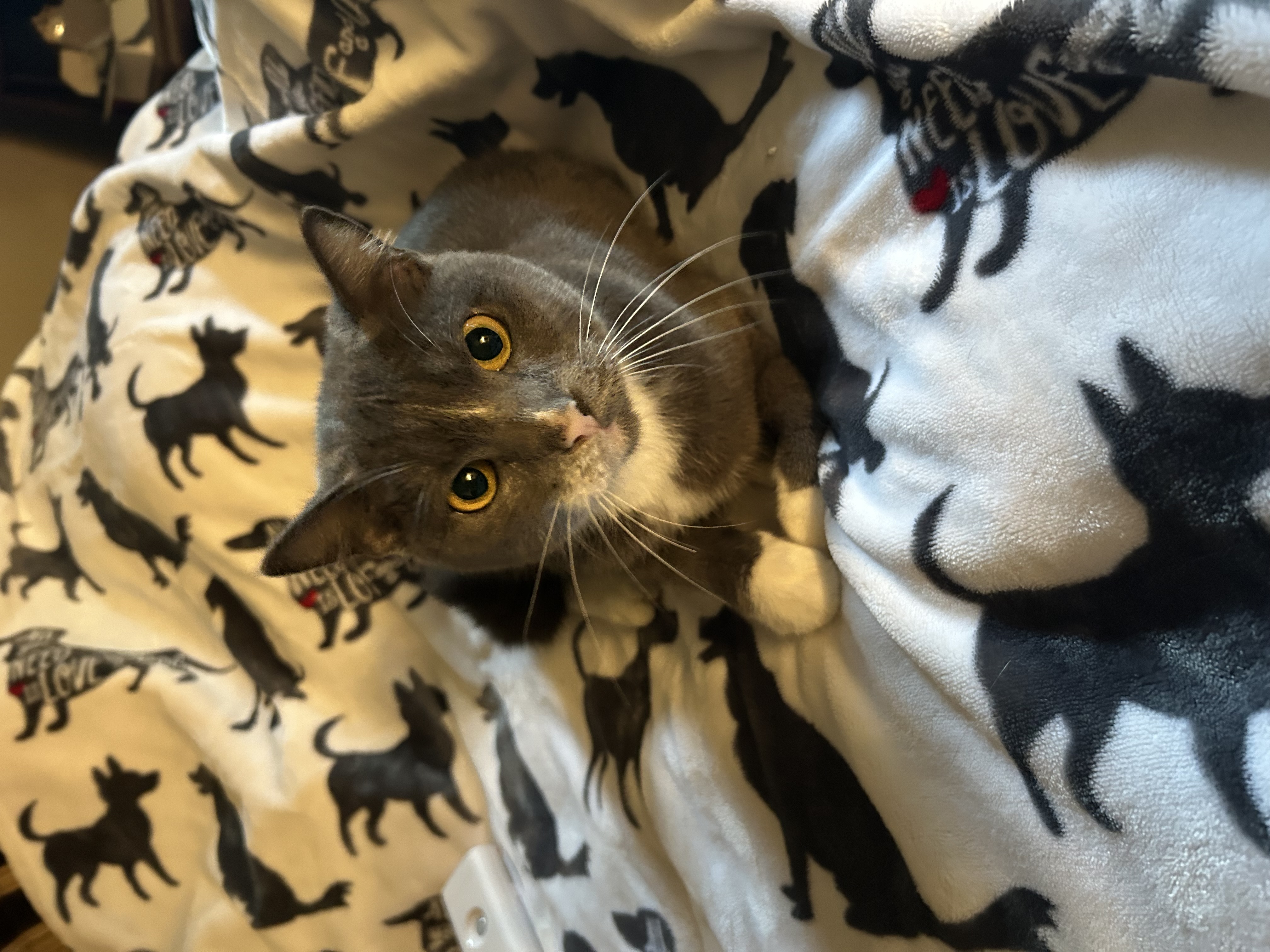 Enlarge Gertie, a Adoptable mixed breed in Orem, UT image 3/5