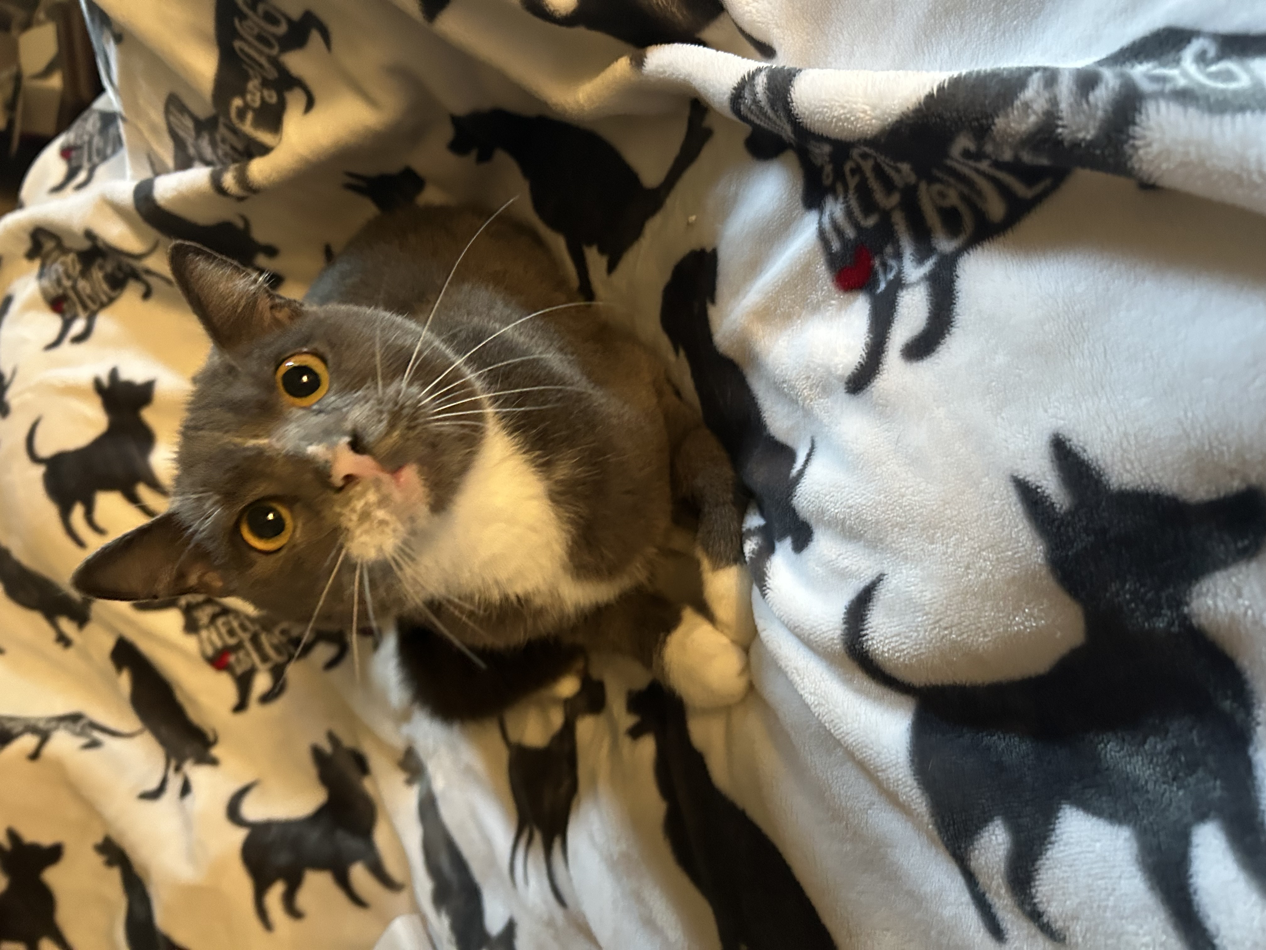 Enlarge Gertie, a Adoptable mixed breed in Orem, UT image 5/5