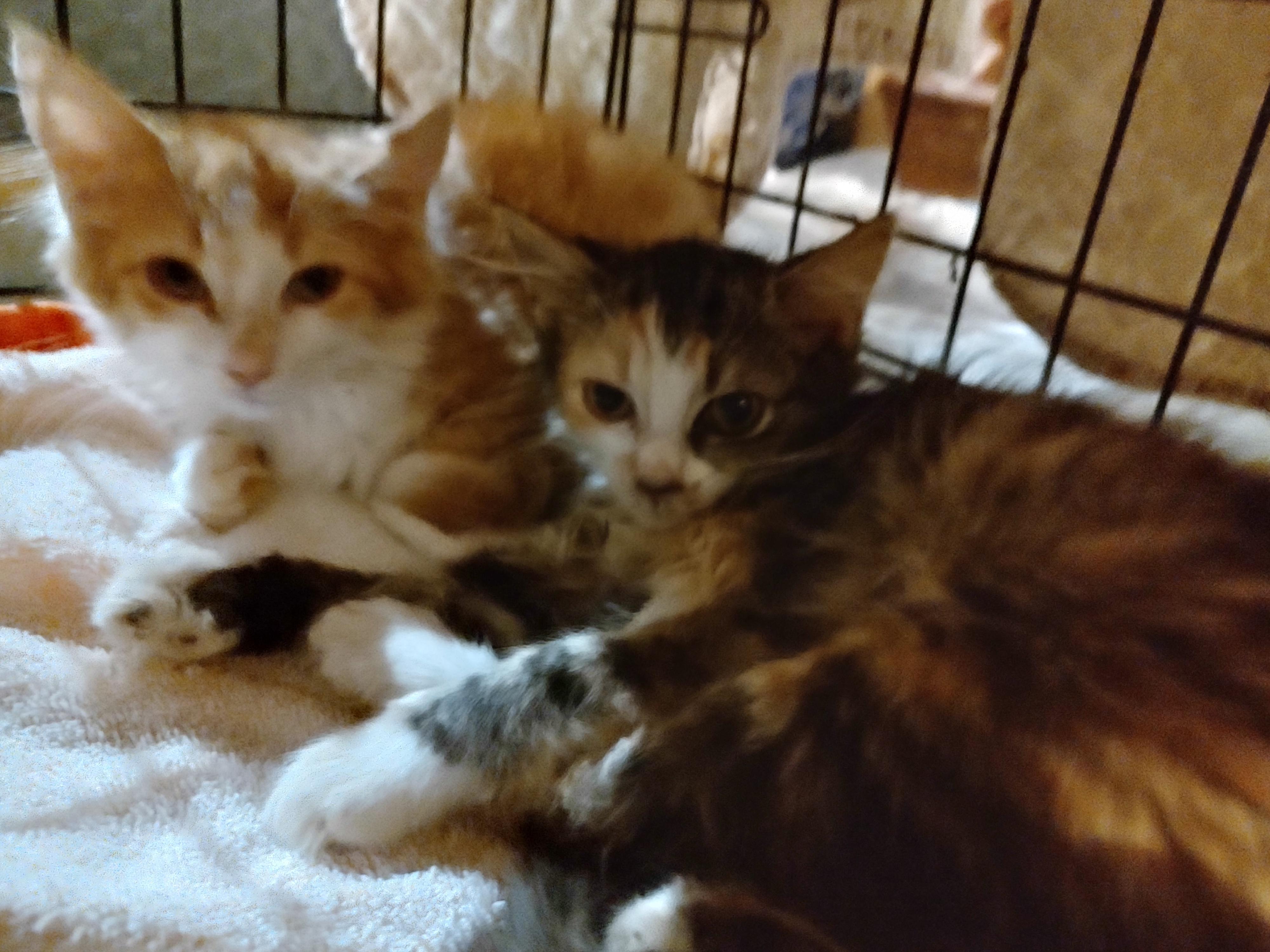 Jack and Jill, adopted, Kitten Female Calico.