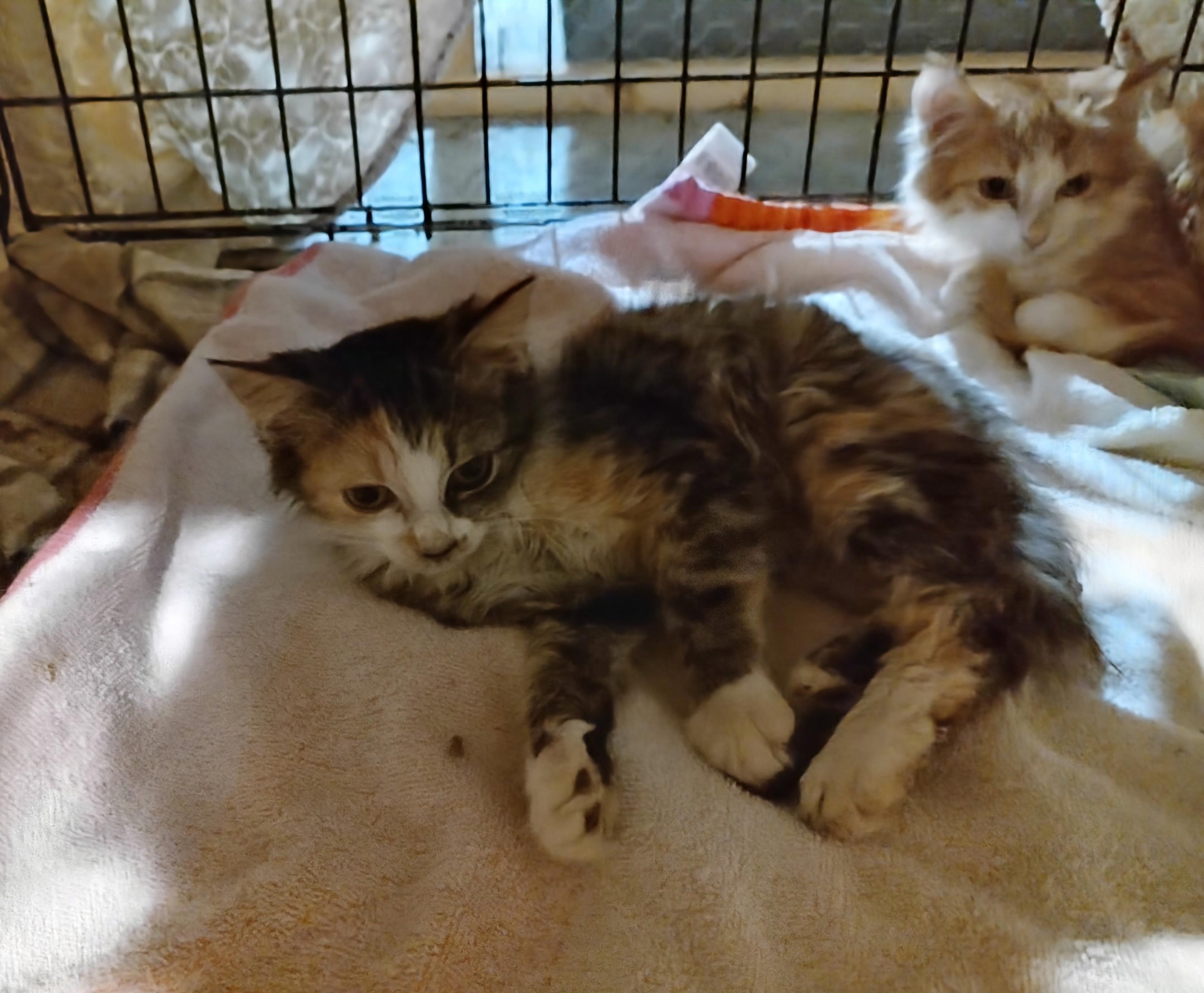 Enlarge Jack and Jill, an adopted Calico in Harned, KY image 2/2