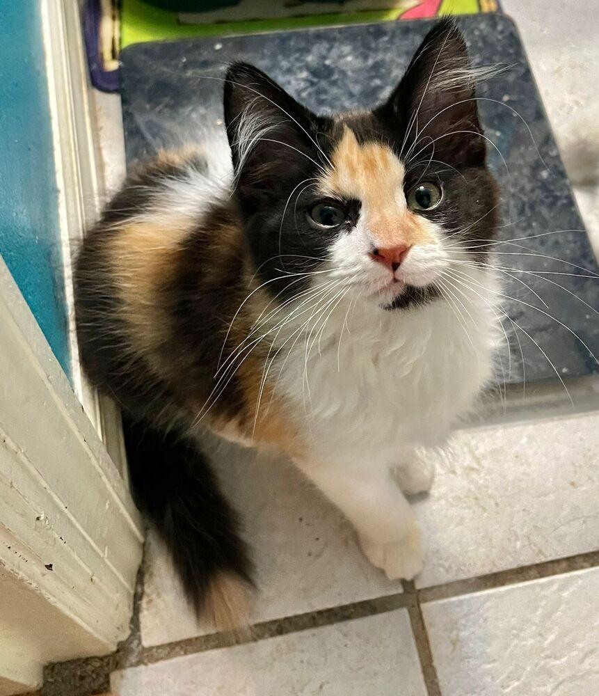 Enlarge Gabriella (Gabby), a Adoptable Calico in Orlando, FL image 1/1