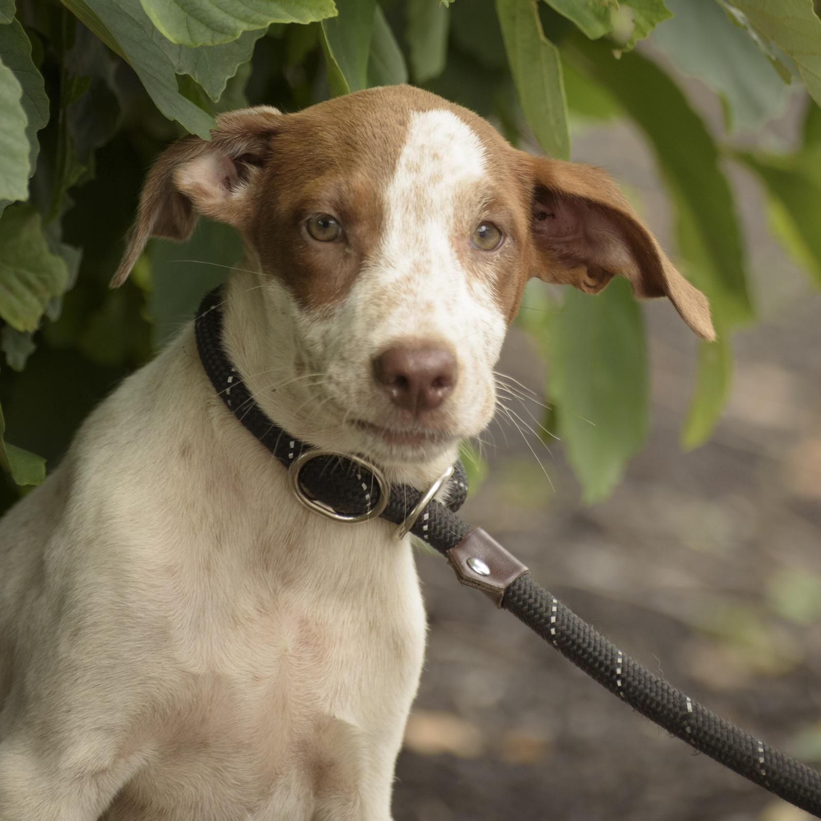 Penny-7/31/26, adopted, Puppy Female Hound.
