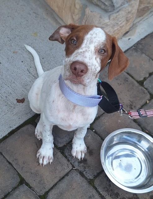 Penny-7/31/26, an adopted mixed breed in Lambertville, NJ image 3/4