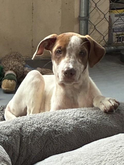 Penny-7/31/26, an adopted mixed breed in Lambertville, NJ image 4/4