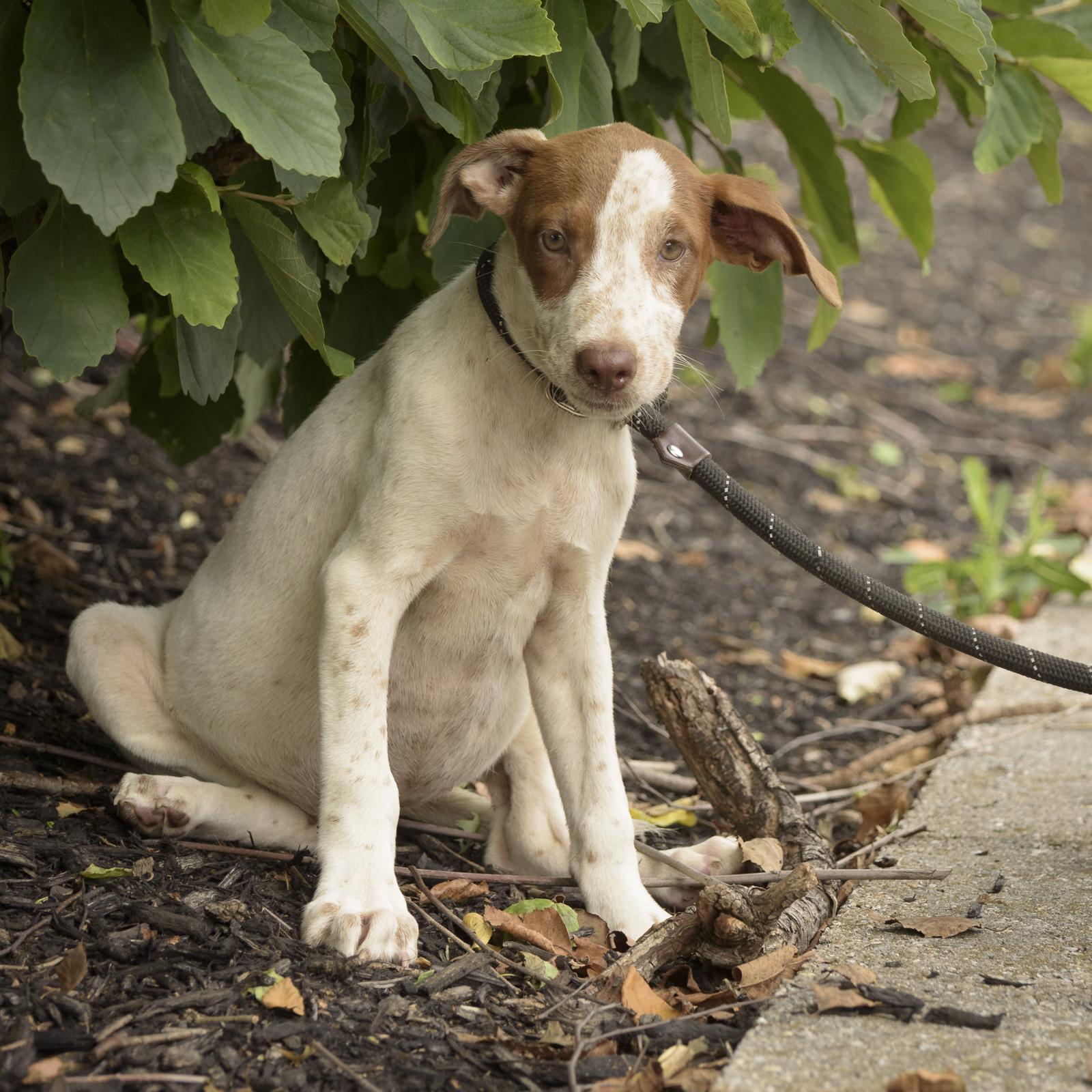 Penny-7/31/26, an adopted mixed breed in Lambertville, NJ image 2/4