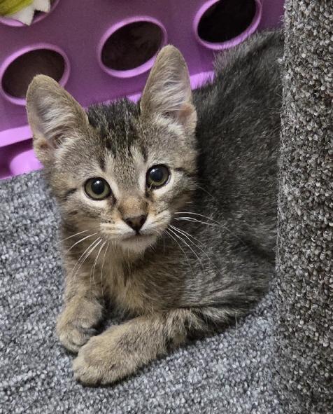 Enlarge Spark, a Adoptable mixed breed in Lafayette, LA image 2/4