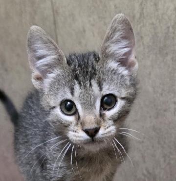 Spark, Adoptable, Kitten Female Domestic Short Hair.