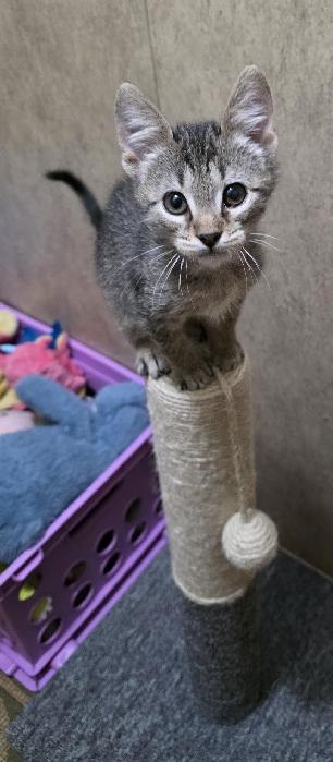Enlarge Spark, a Adoptable mixed breed in Lafayette, LA image 3/4