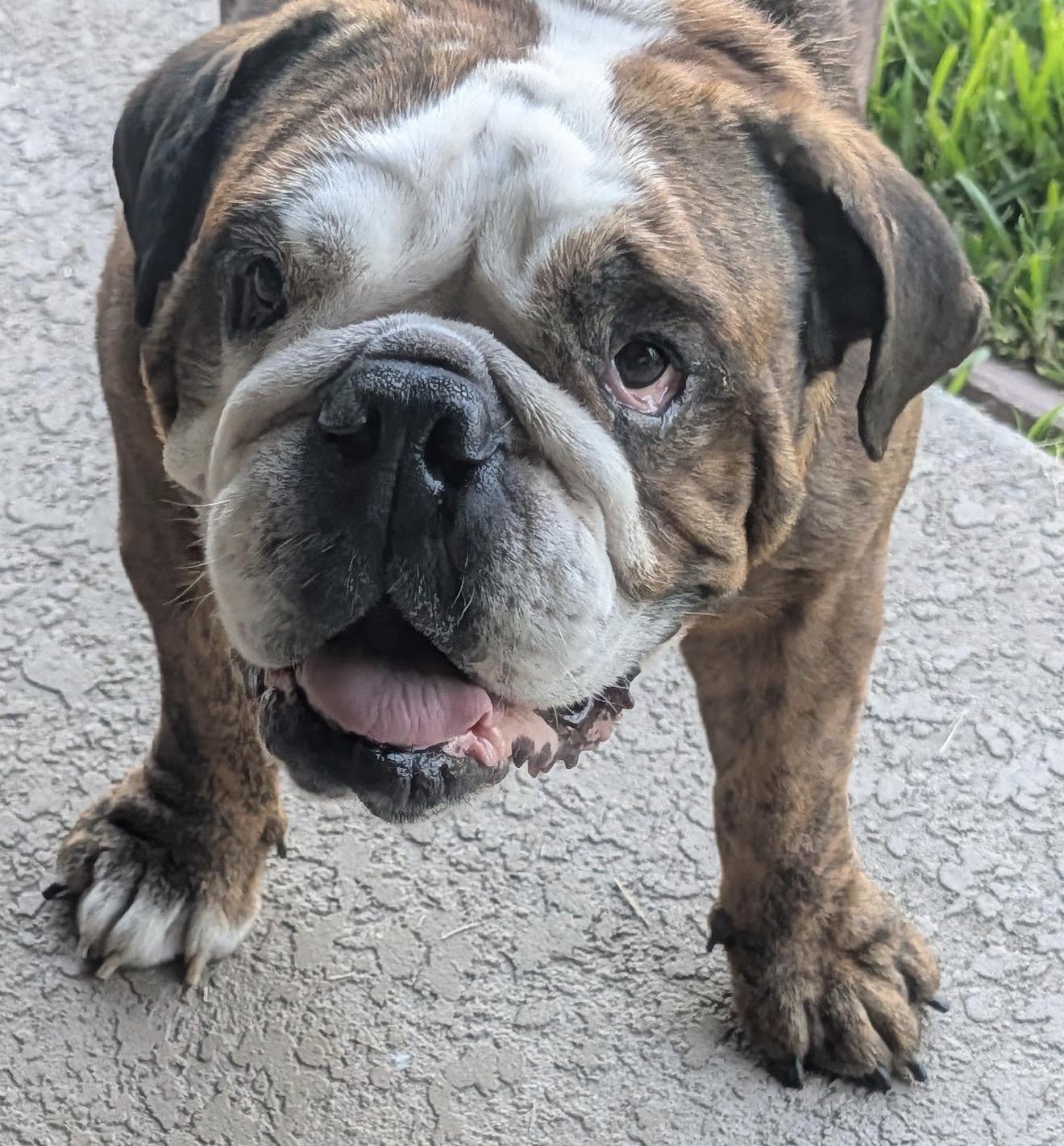 Meatball, ADOPTABLE, Adult Male English Bulldog.