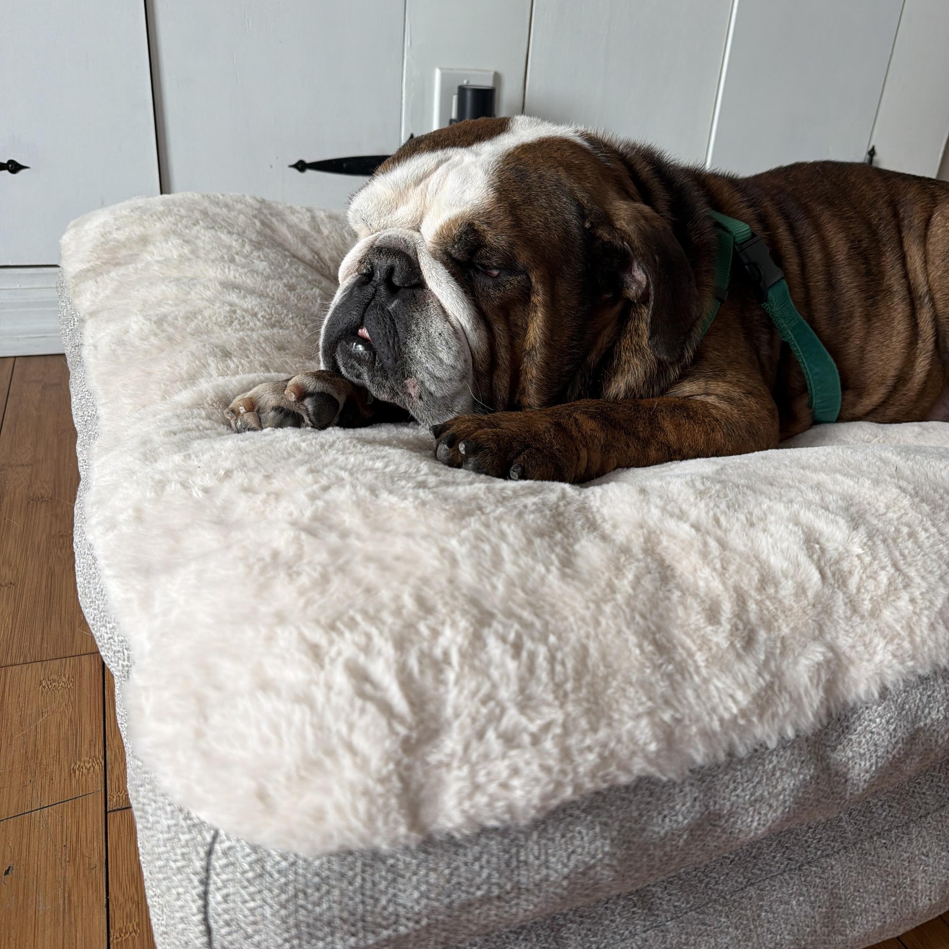 Meatball, an adoptable English Bulldog in Bradenton, FL image 5/6