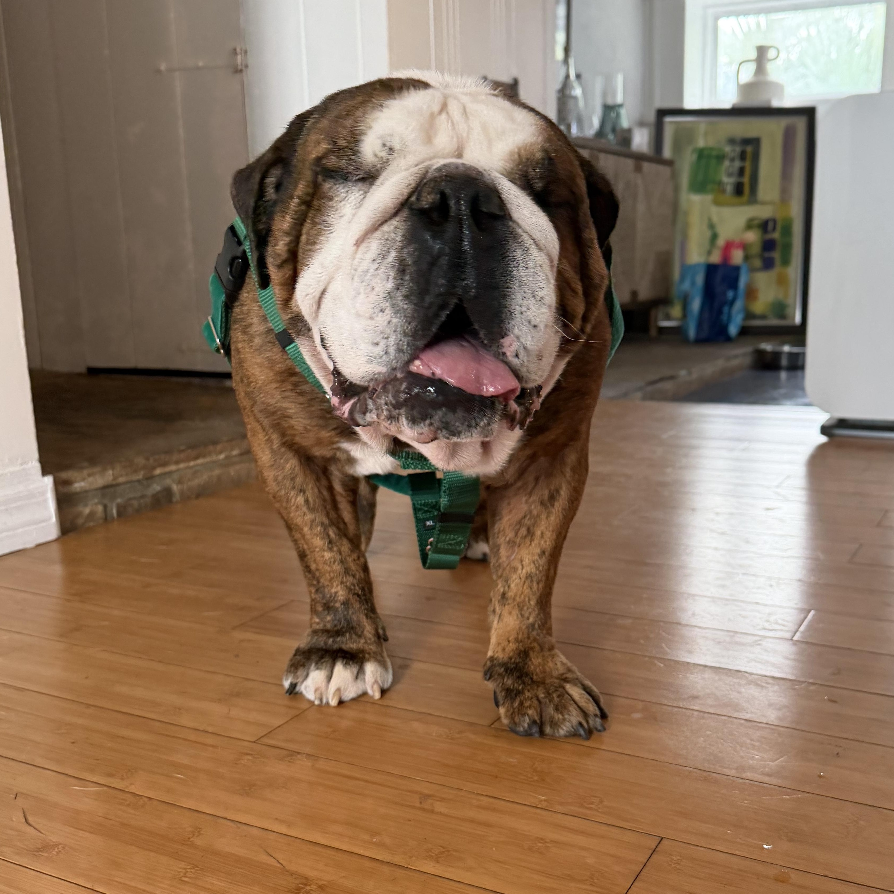 Meatball, an adoptable English Bulldog in Bradenton, FL image 4/6