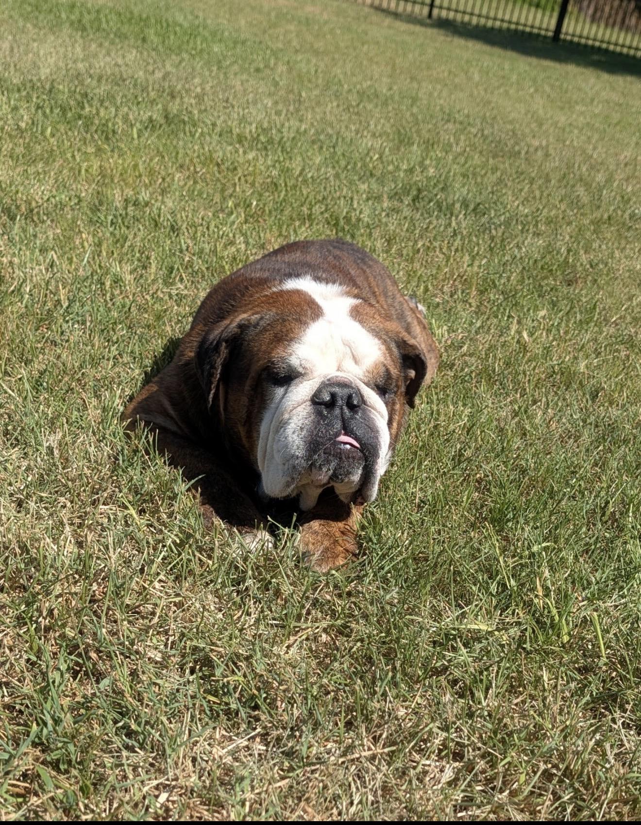Meatball, a ADOPTABLE English Bulldog in Bradenton, FL image 3/4