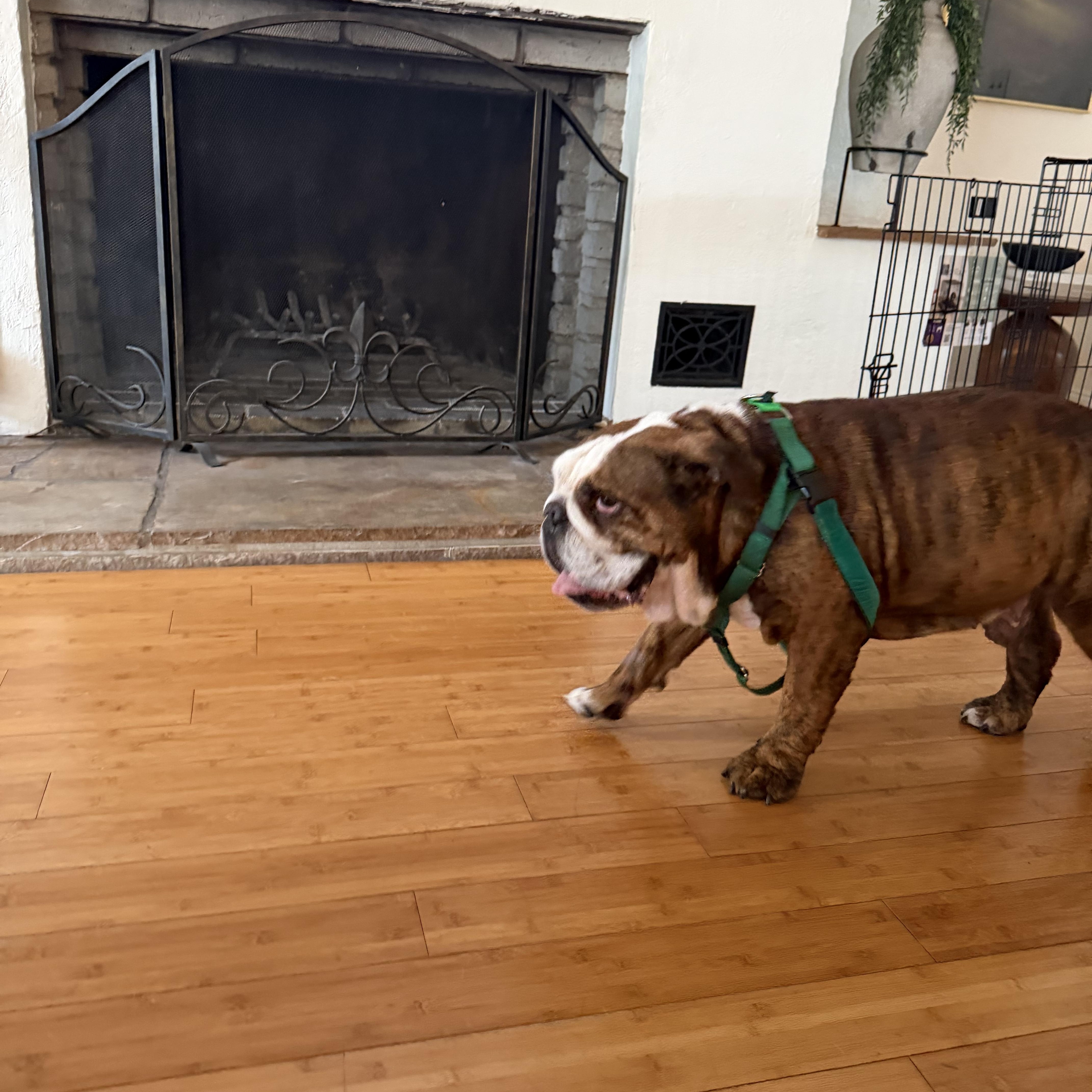 Meatball, an adoptable English Bulldog in Bradenton, FL image 6/6