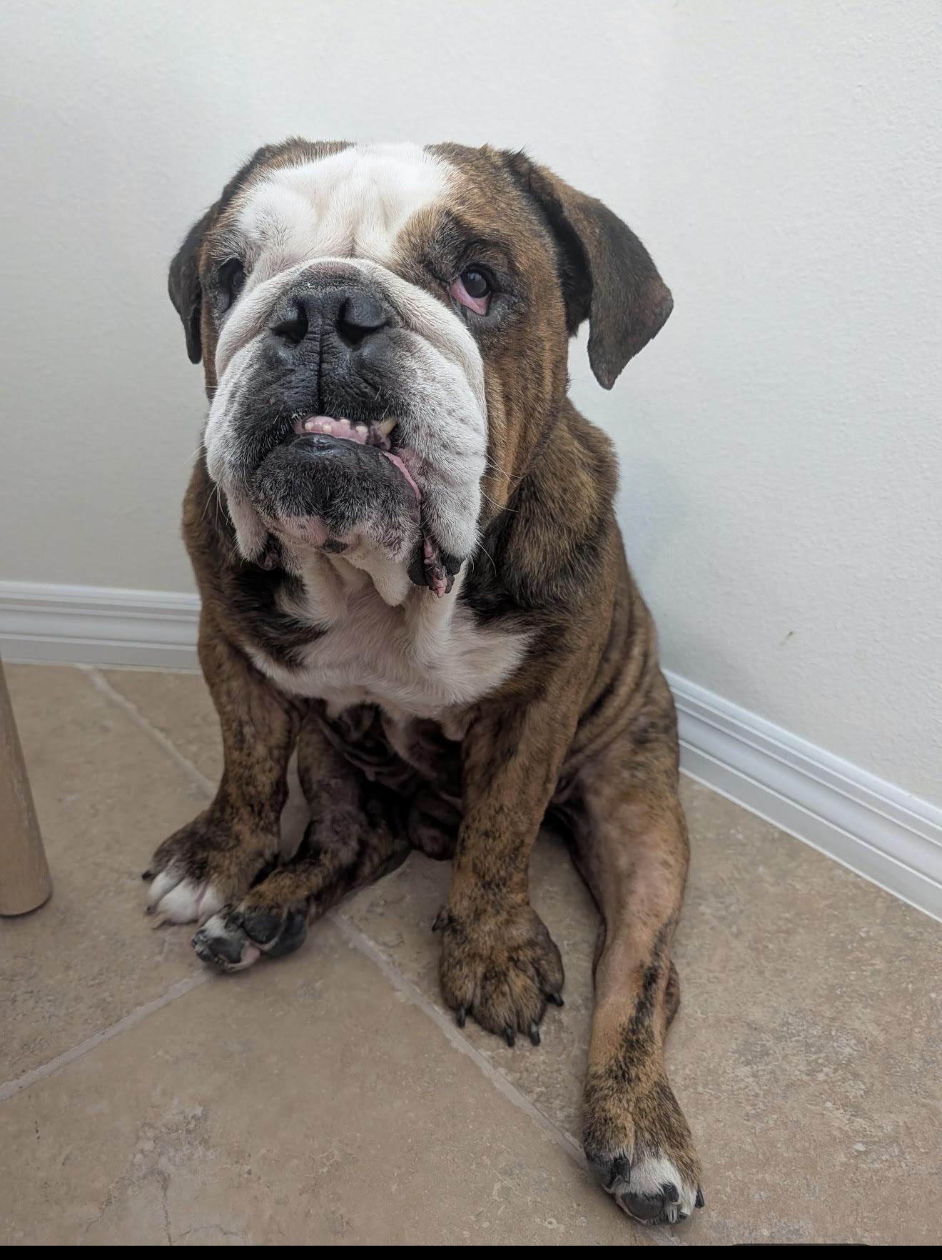 Meatball, a ADOPTABLE English Bulldog in Bradenton, FL image 2/4