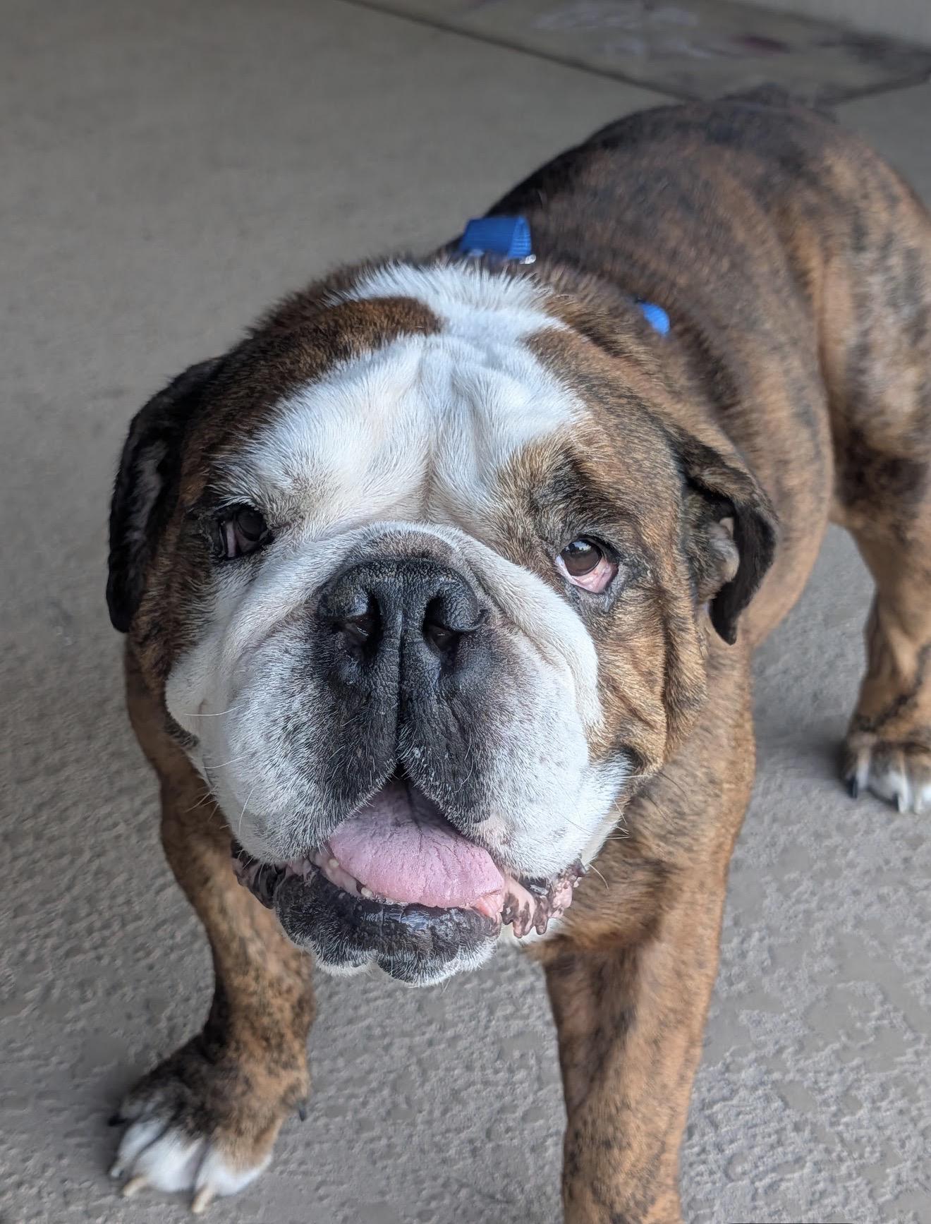 Meatball, a ADOPTABLE English Bulldog in Bradenton, FL image 4/4