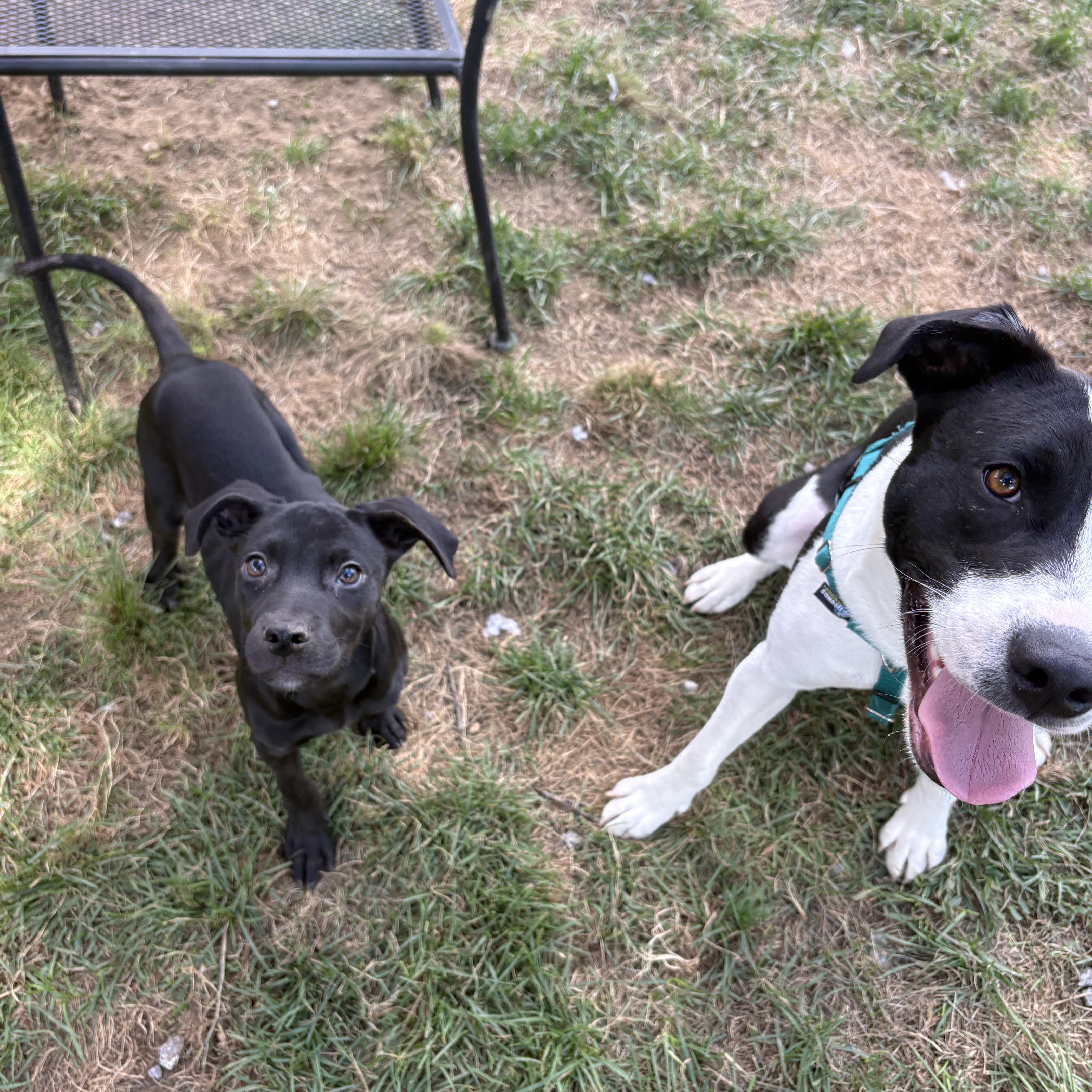 Panic, a ADOPTABLE mixed breed in New Boston, NH image 4/6