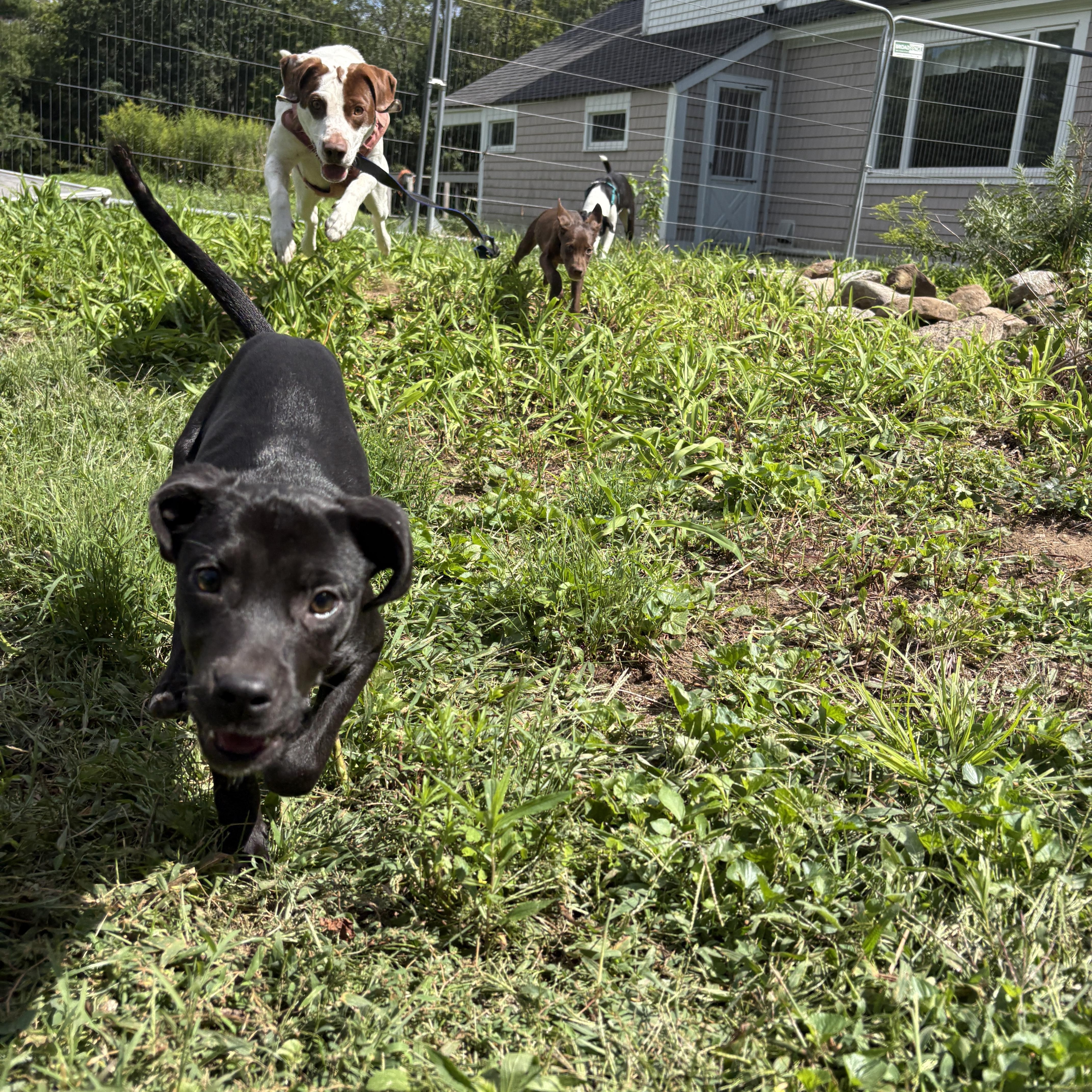 Panic, a ADOPTABLE mixed breed in New Boston, NH image 5/6