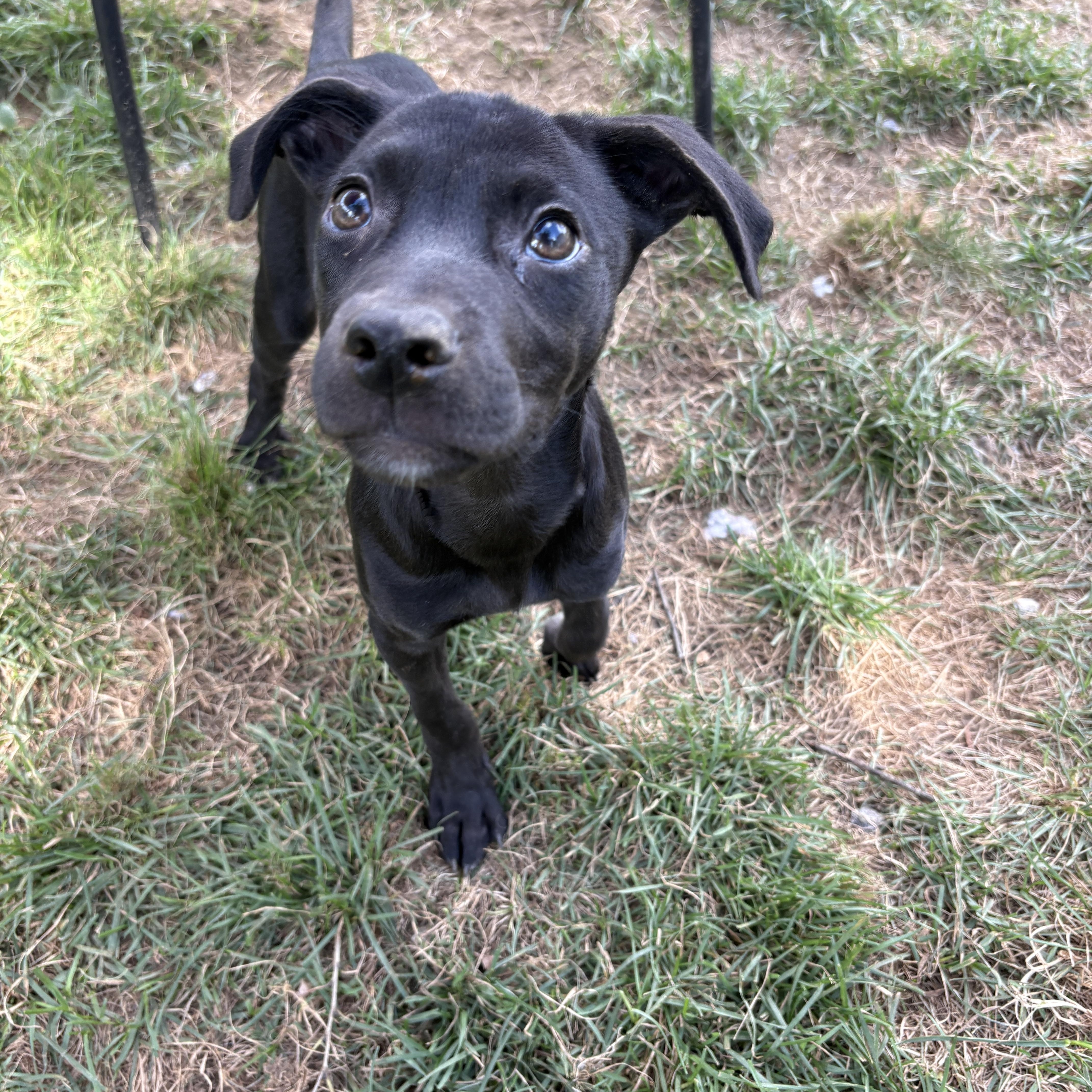 Panic, a ADOPTABLE mixed breed in New Boston, NH image 3/6