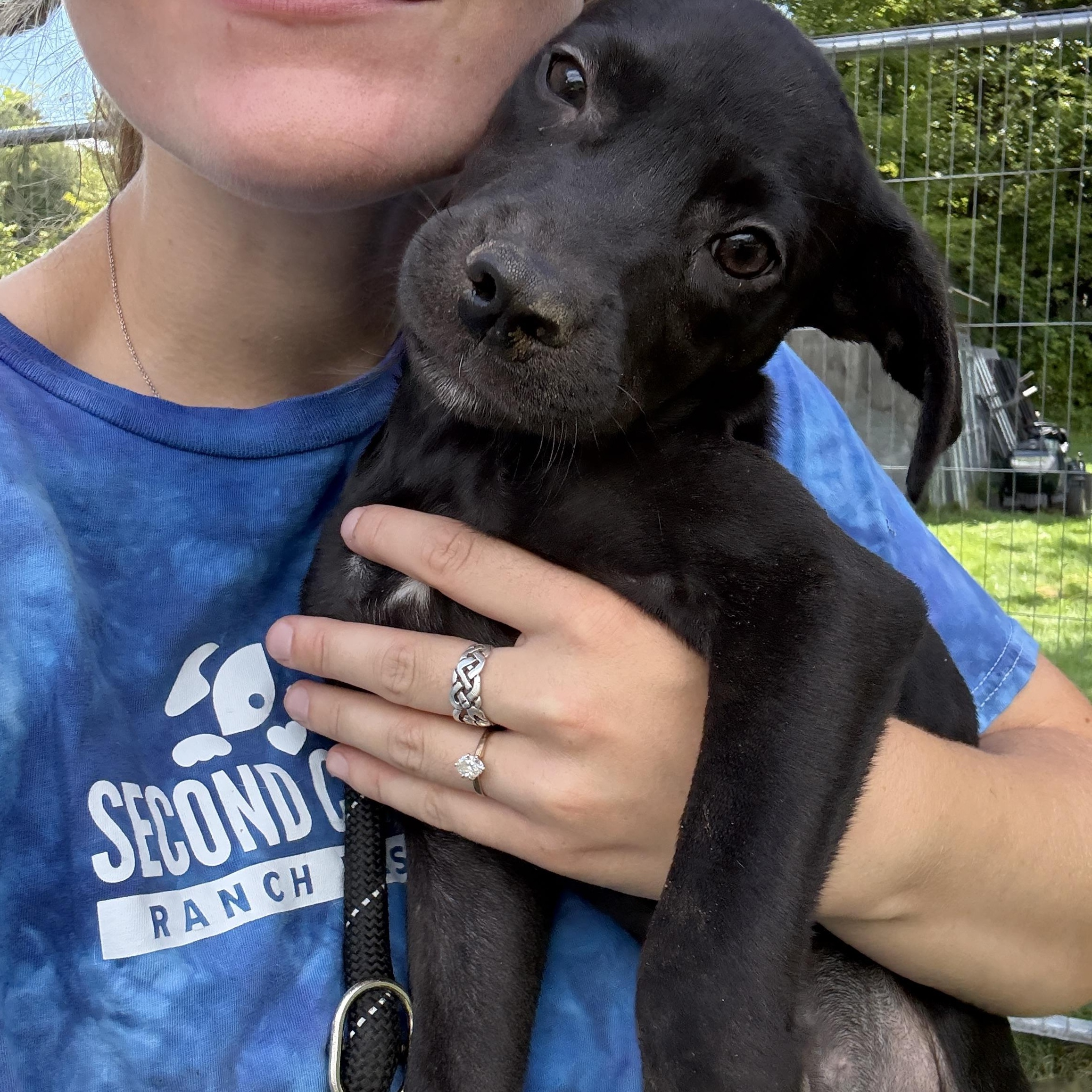 Panic, a ADOPTABLE mixed breed in New Boston, NH image 1/6