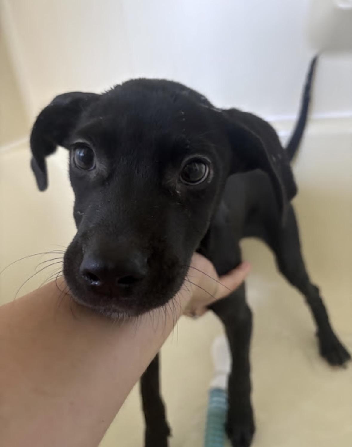 Panic, a ADOPTABLE mixed breed in New Boston, NH image 6/6