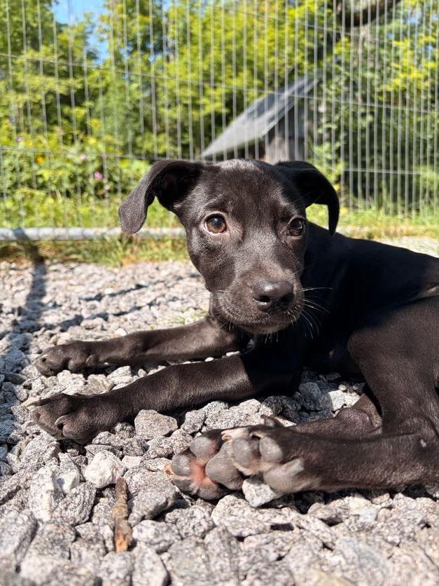 Panic, a ADOPTABLE mixed breed in New Boston, NH image 2/6