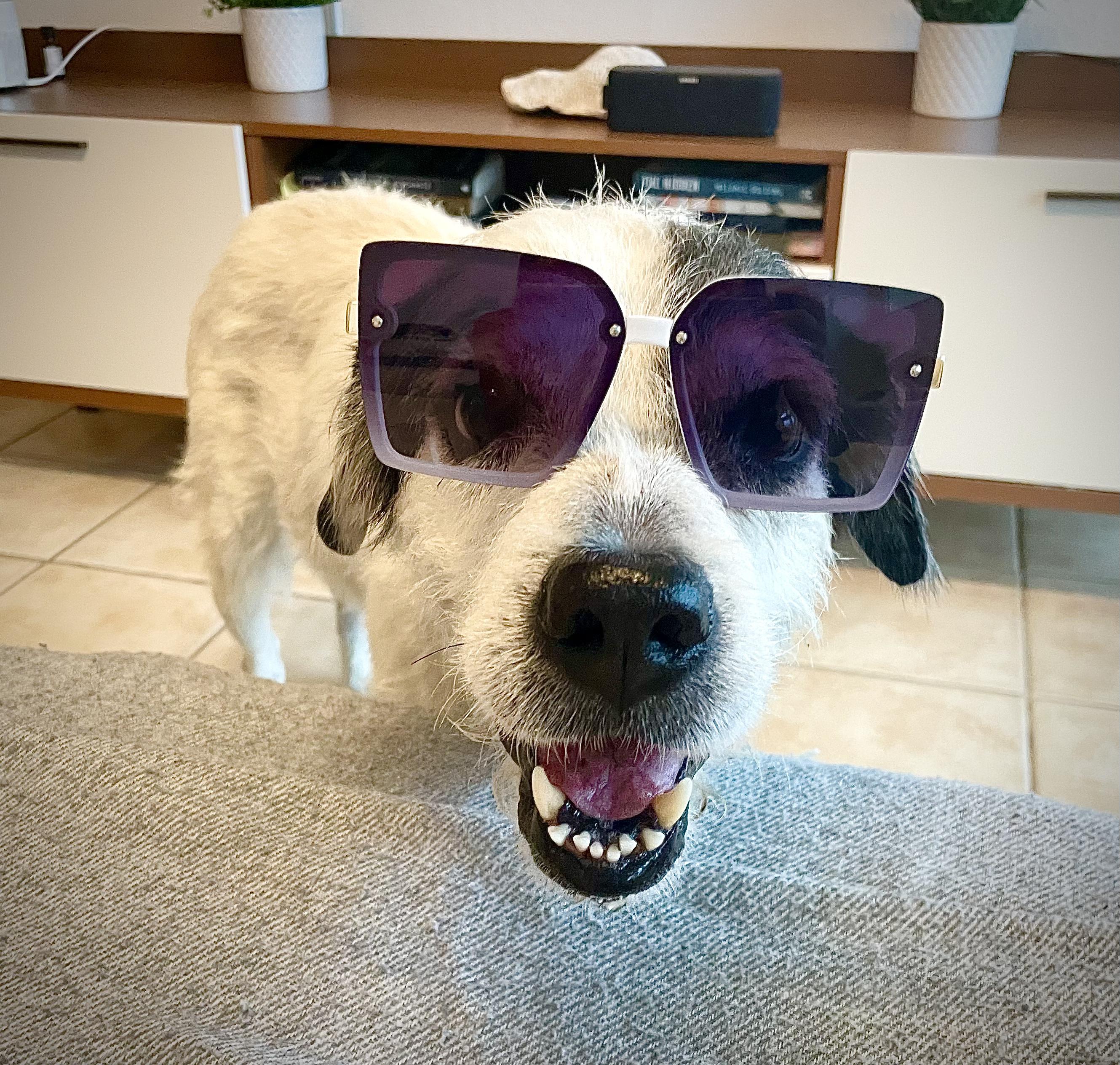  Milo - Scruffy, Sweet, Smart boy *LOW ADOPTION FEE*, Adoptable, Adult Male Great Pyrenees & Australian Cattle Dog / Blue Heeler.