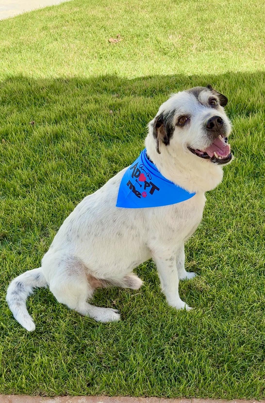 Enlarge  Milo - Scruffy, Sweet, Smart boy *LOW ADOPTION FEE*, a Adoptable mixed breed in portland , ME image 3/6