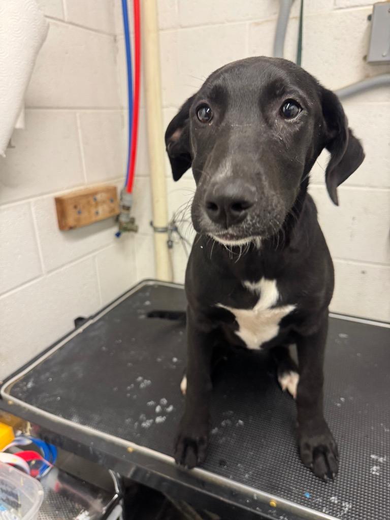 Enlarge Lisa-Adoptable Awaiting S/N, a Adoptable Retriever in Chickamauga , GA image 1/1