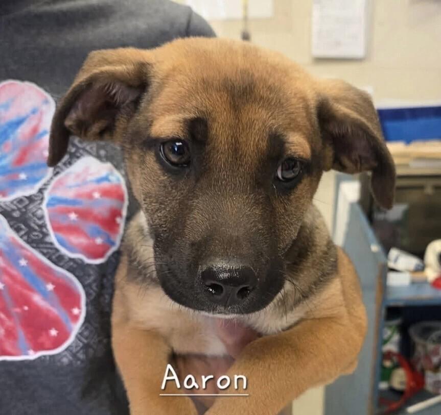 Enlarge Pup Aaron, a Adoptable mixed breed in Washington, DC image 1/5