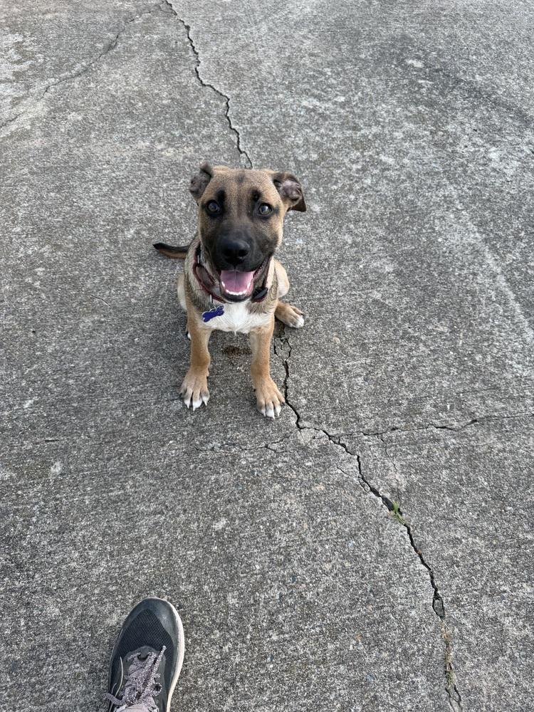 Enlarge Pup Aaron, a Adoptable mixed breed in Washington, DC image 2/5