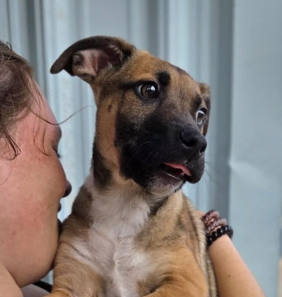 Enlarge Pup Aaron, a Adoptable mixed breed in Washington, DC image 3/5
