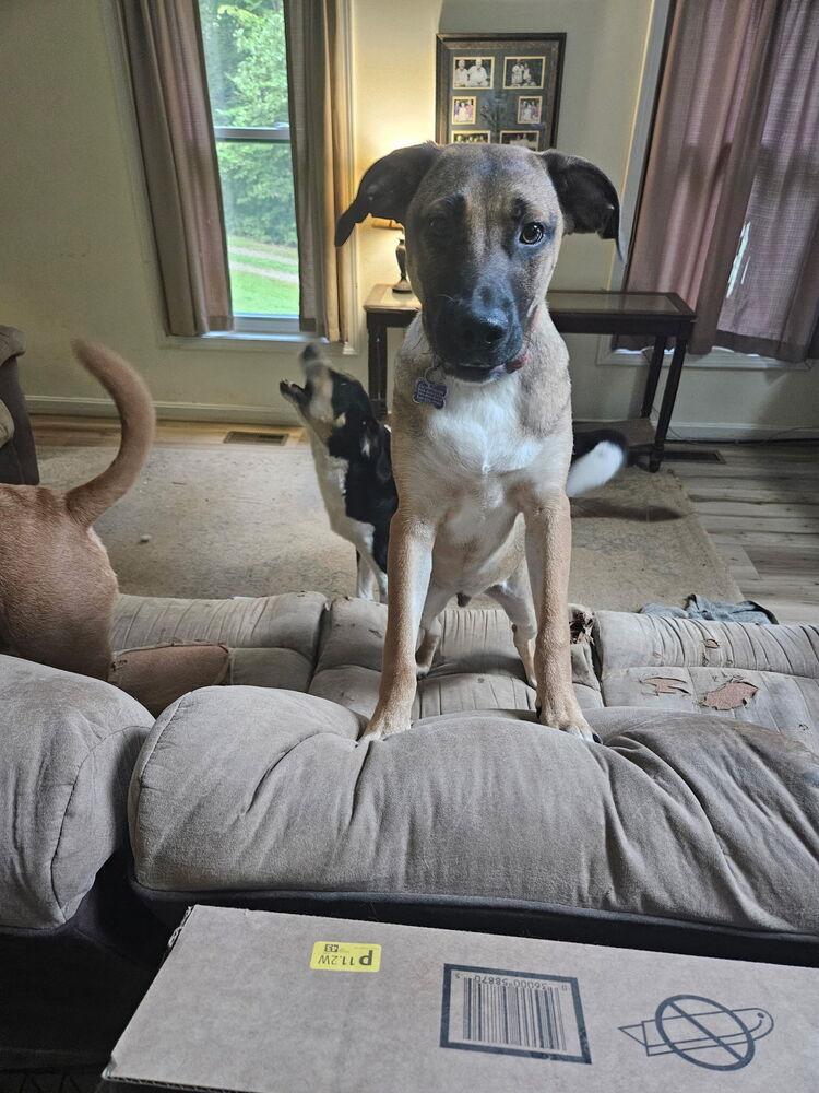 Enlarge Pup Aaron, a Adoptable mixed breed in Washington, DC image 4/5