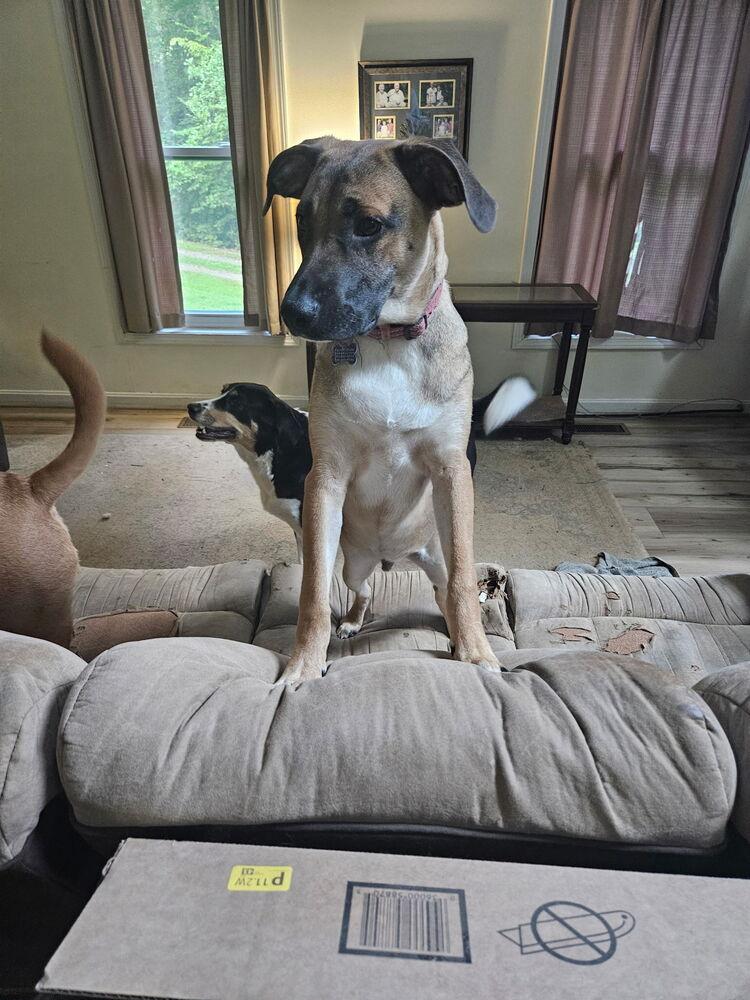 Enlarge Pup Aaron, a Adoptable mixed breed in Washington, DC image 5/5