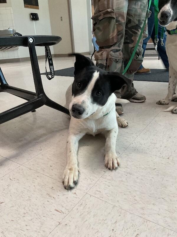 Enlarge Pepperoni, a Adoptable Mixed Breed in Hobbs, NM image 1/1