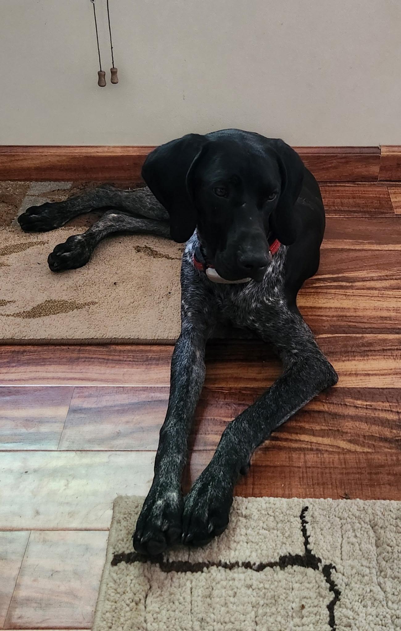 Huck, Adopted, Young Male German Shorthaired Pointer.