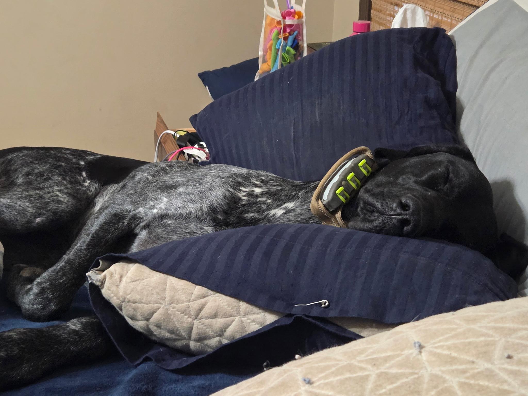 Huck, a Adopted German Shorthaired Pointer in Wichita, KS image 2/5