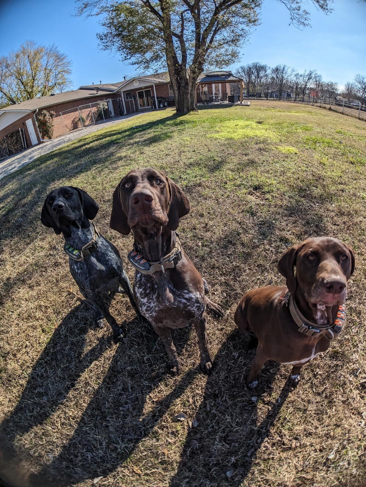 Huck, a Adopted German Shorthaired Pointer in Wichita, KS image 3/5