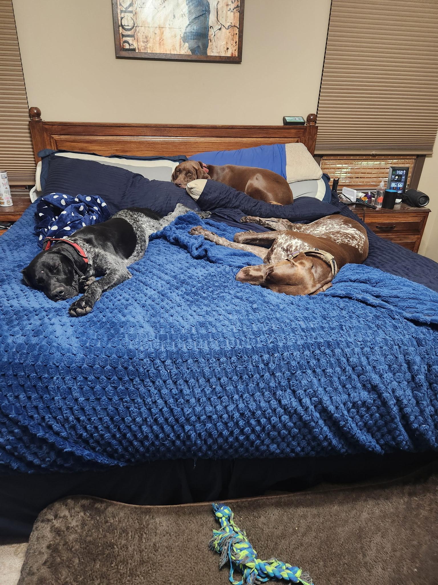 Huck, a Adopted German Shorthaired Pointer in Wichita, KS image 4/5