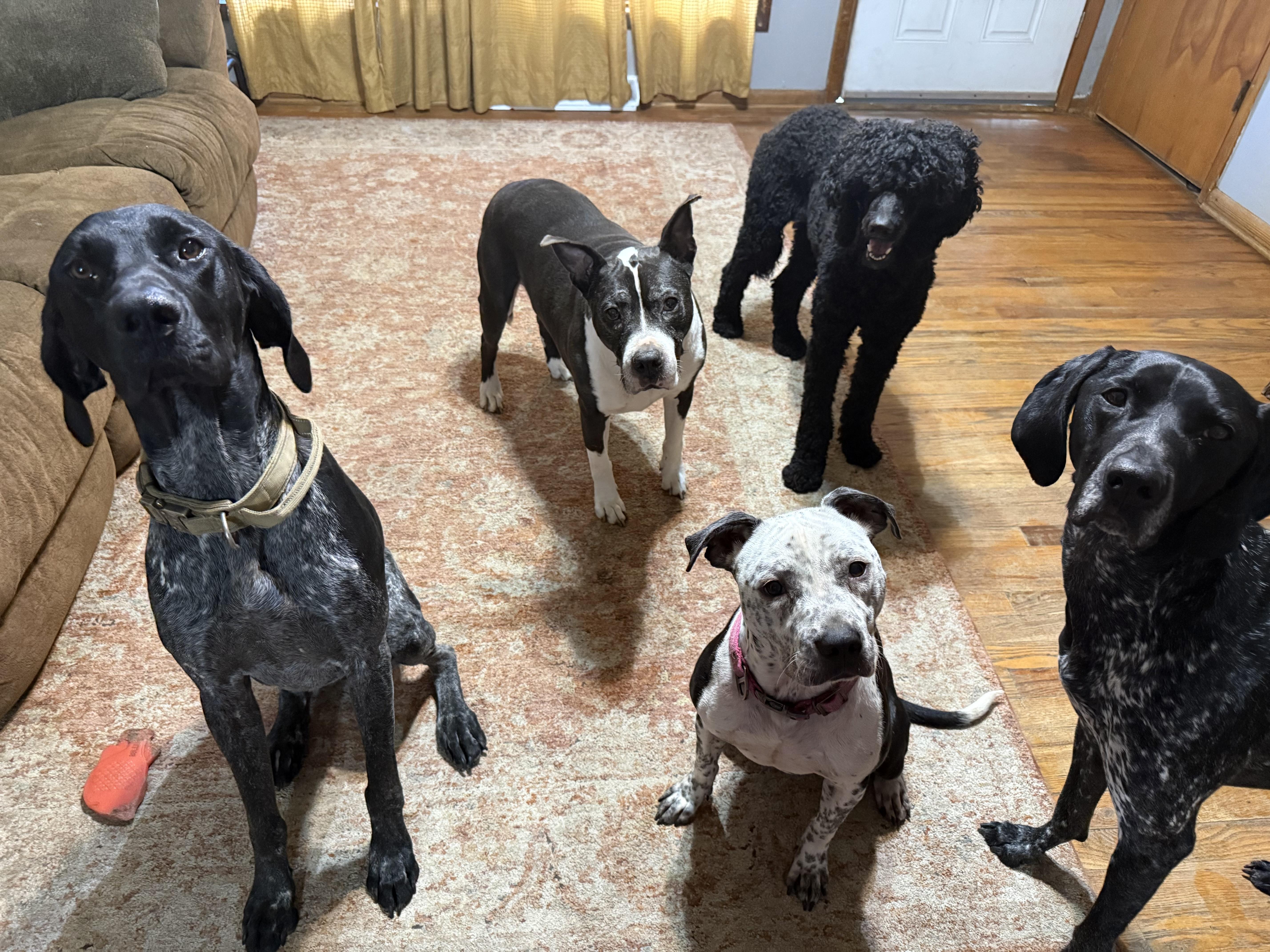 Huck, a Adopted German Shorthaired Pointer in Wichita, KS image 5/5