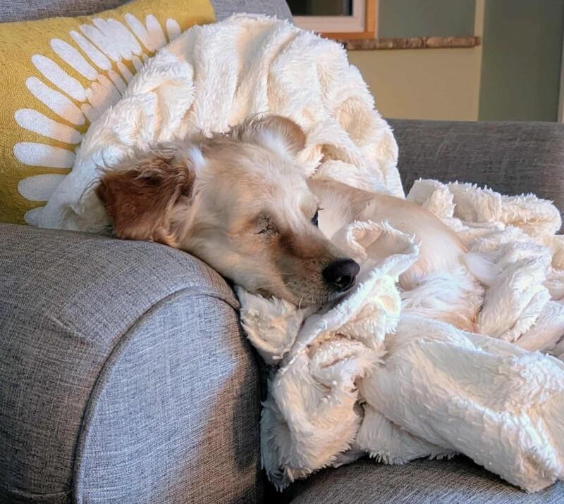 Enlarge Amber, a Adoptable Mixed Breed in Athens, ON image 1/6