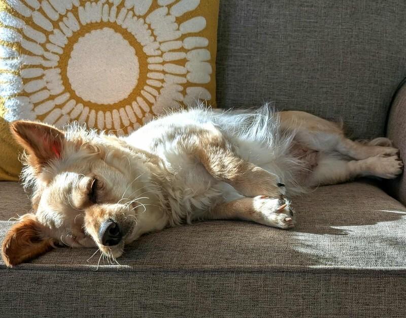 Enlarge Amber, a Adoptable Mixed Breed in Athens, ON image 2/6