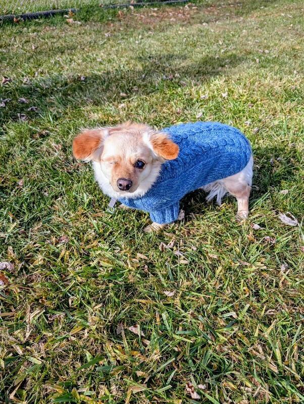 Enlarge Amber, a Adoptable Mixed Breed in Athens, ON image 3/6